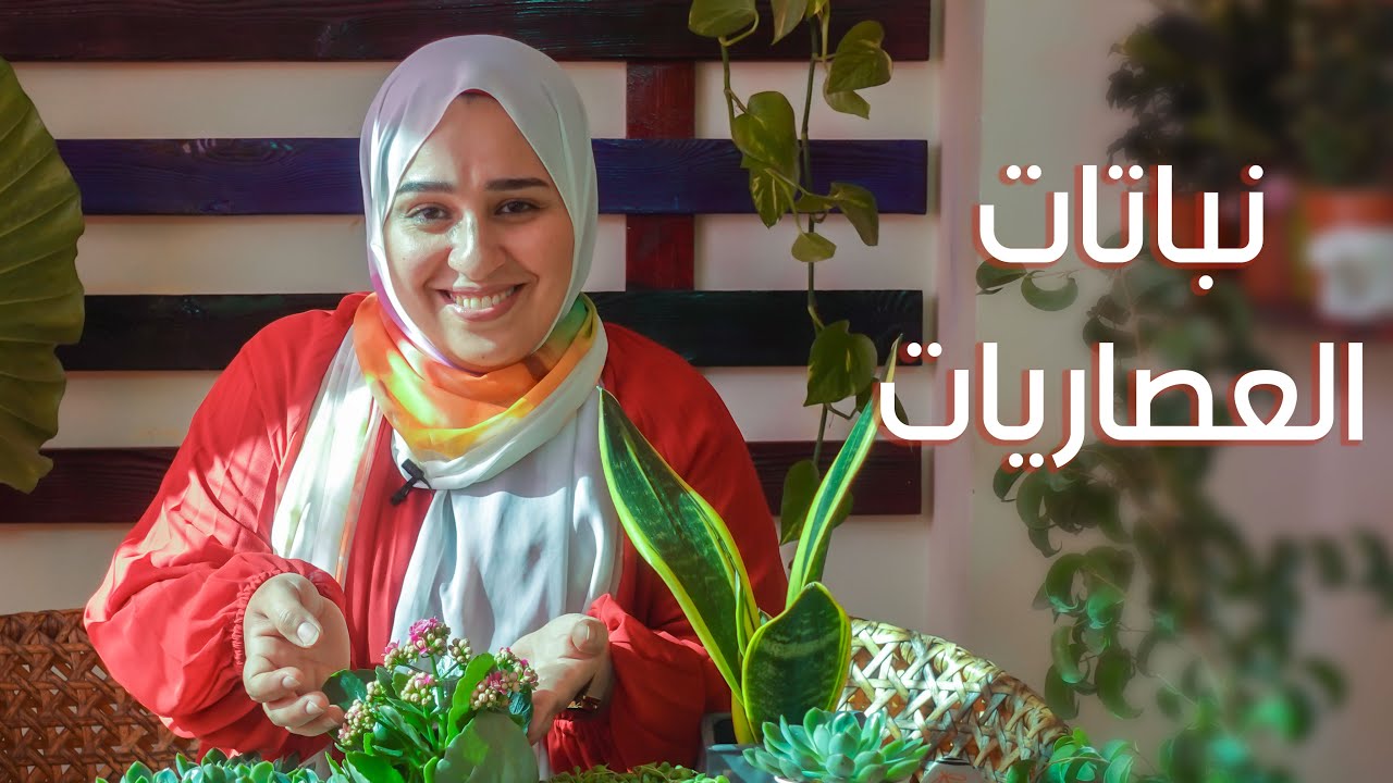 نباتات العصاريات youtube