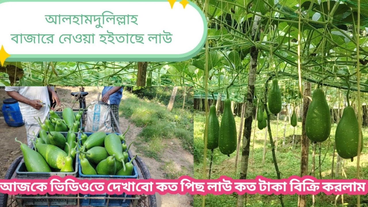 বাজারে কত পিস কদু বিক্রি করলাম 