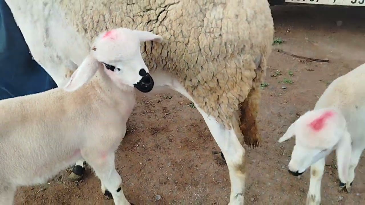 بسم الله نشارك معاكم 4نعجات گرگاع بتاريخ 9/2/2026///0643853375