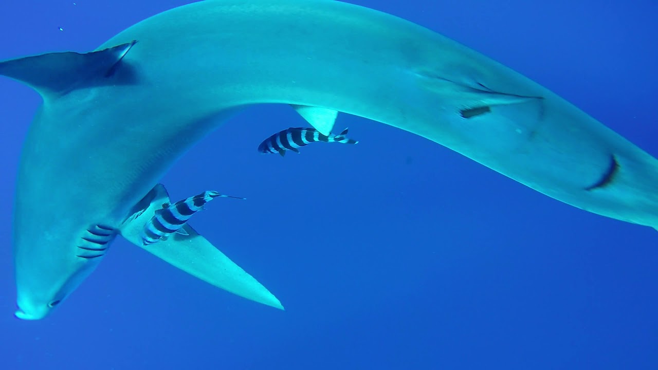 Diving in Faial Island with Blue shark and Mobulas - Azores 2018