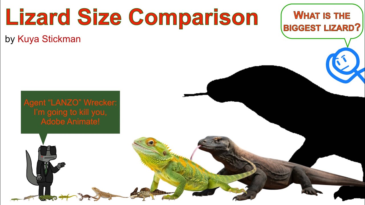 Lizard Size Comparison (ADOBE ANIMATE IS NOW BEEN DISCONTINUED?)