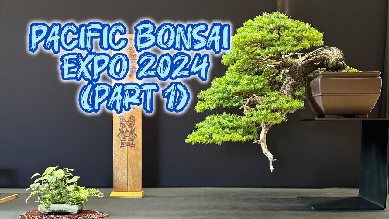 [Part 1] Discover the MOST BEAUTIFUL Bonsai Trees at Pacific Bonsai Expo 2024!