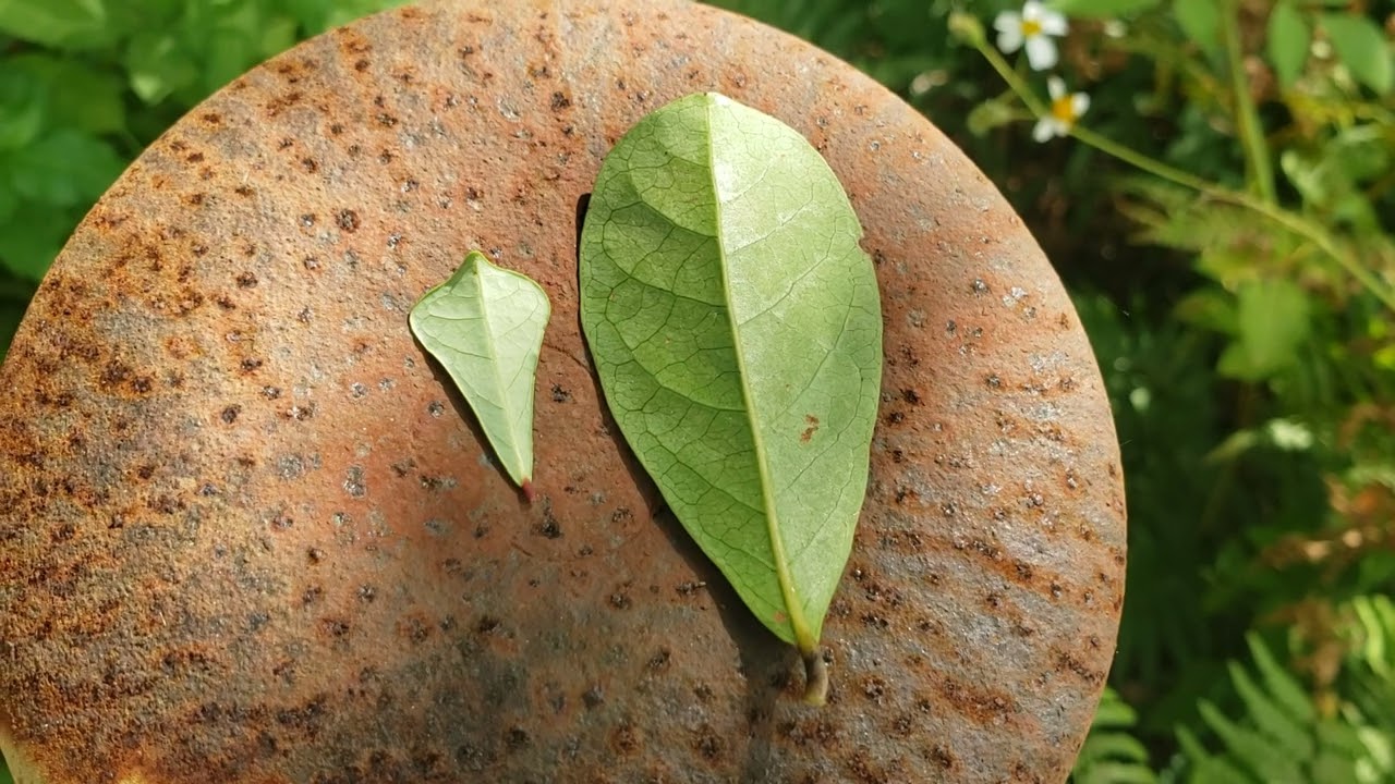Mysterious rhombic leaves