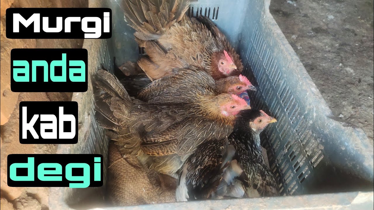 murgi anda kab deti hai | when does a chicken lay an egg 🥚
