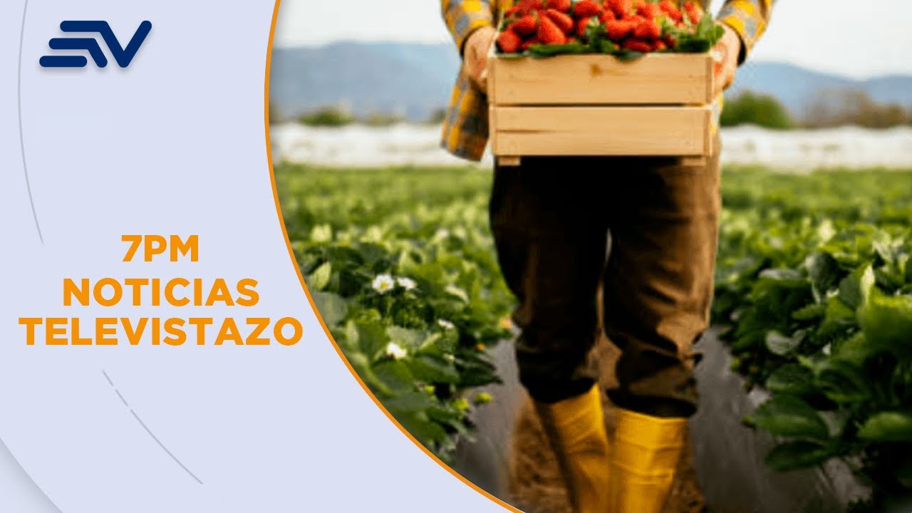 Agricultores ecuatorianos viajan a EE. UU. por trabajo temporal en cultivos de fresa | Televistazo