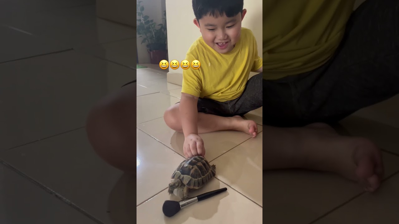 This is how I tickle my tortoise #tortoiselove #tortoisevideo  #greektortoise