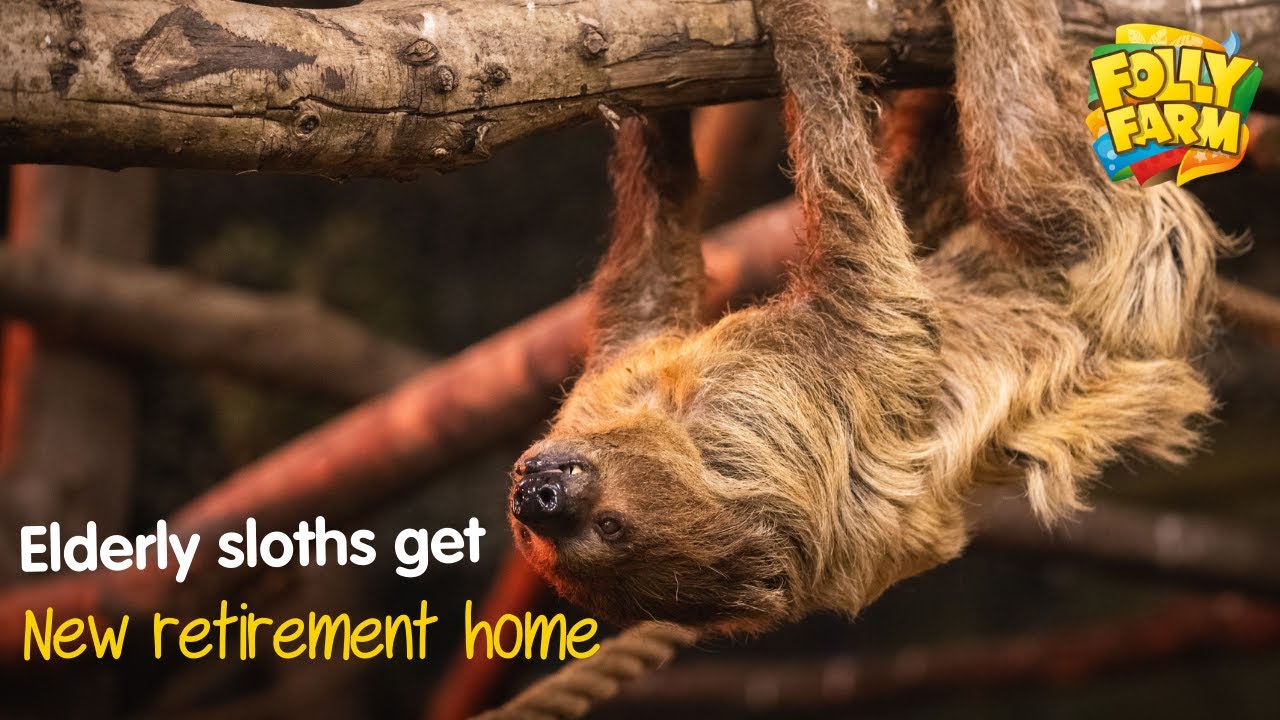 New retirement home for elderly sloths