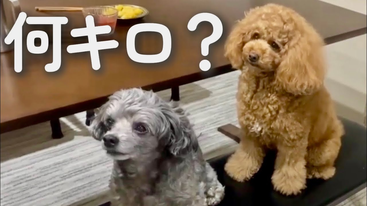 〔犬vlog〕「トリミング後のオリが想像と違いすぎた」週末賑やかディナー / ブラッシングと爪切り事情🐩