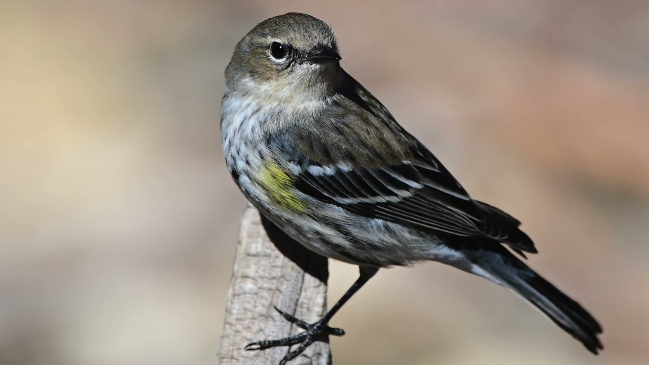 Birding in winter