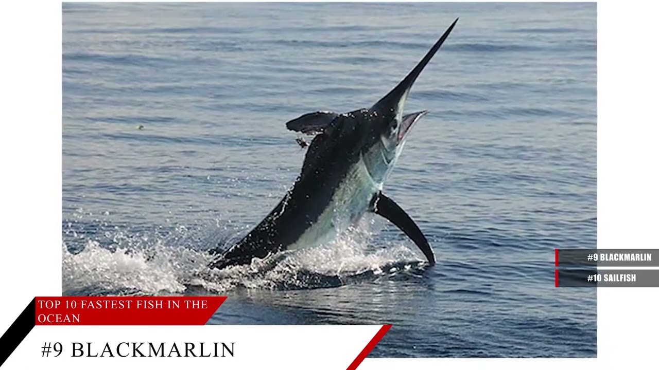 Top 10 Fastest Fish in the Ocean Black Marlin, Swordfish, Blue Shark, Bone Fish, Flying Fish & More