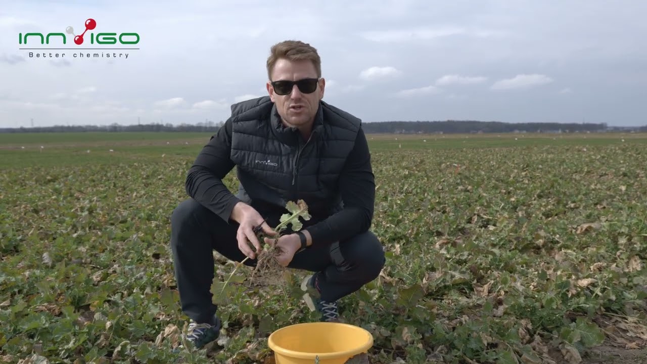 Chowacze w rzepaku - kiedy i czym zwalczać? | Aktualne zalecenia