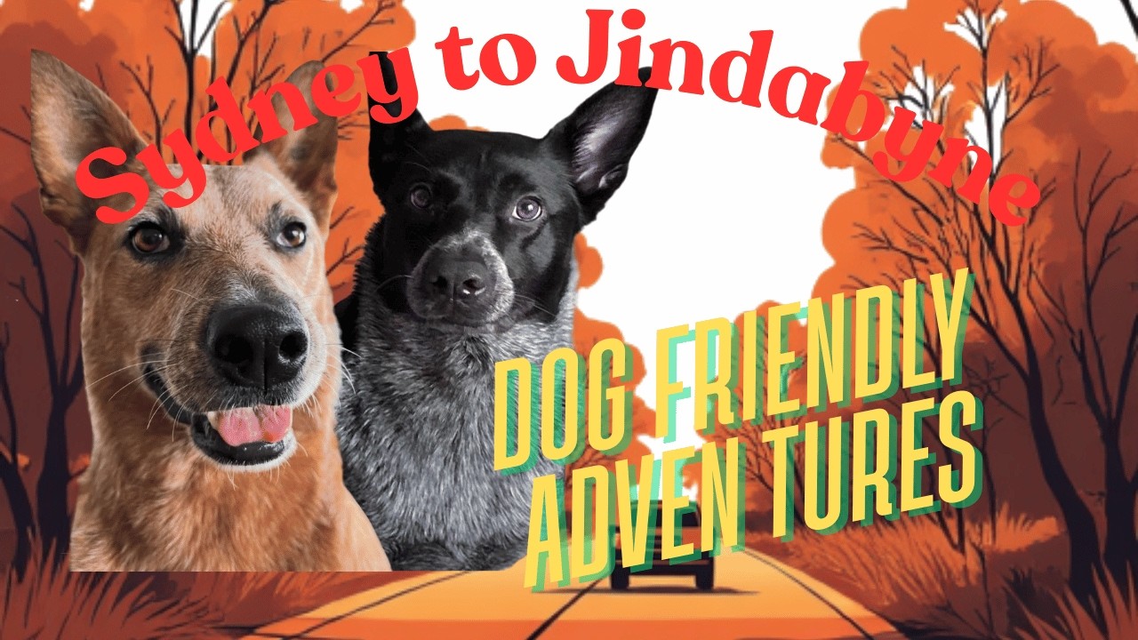 Dog-friendly Sydney to Jindabyne road trip | best stops on the inland route