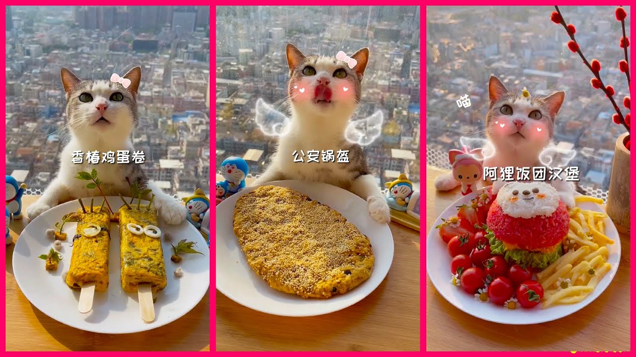 Cat Cooking Show Asmr 😻 Cat Can Cook #50 