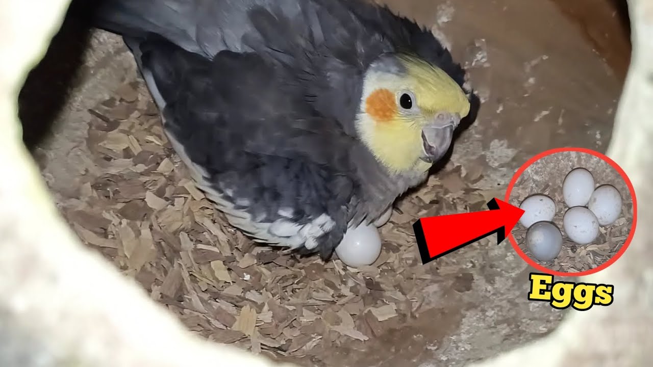 cocktiel birds breeding progress | cocktiel birds eggs | birds sounds