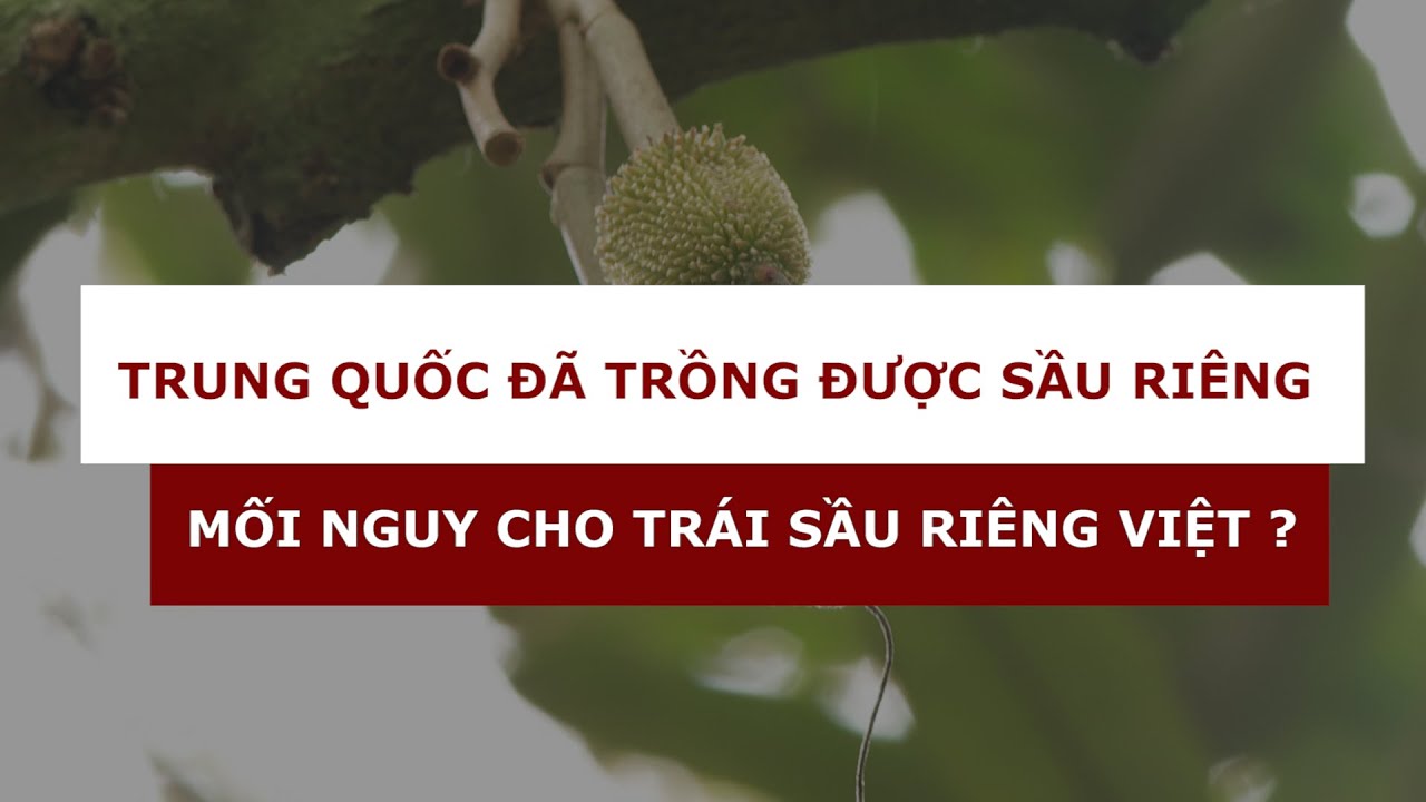 TRUNG QUỐC TRỒNG SẦU RIÊNG|Mối nguy cho trái sầu riêng Việt ?