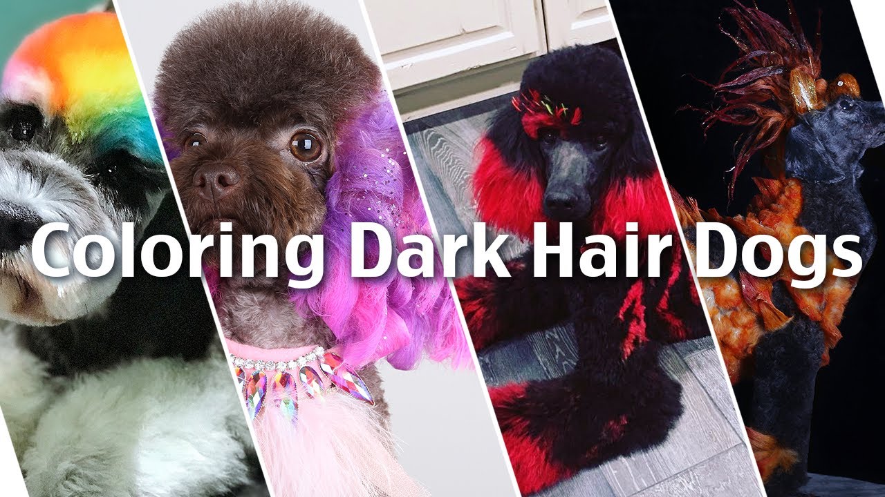 Color a Black Dog with OPAWZ