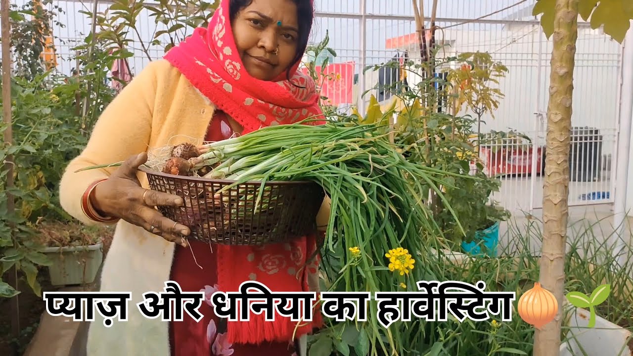 मेरे गार्डन के धनिया और प्याज का हार्वेस्टिंग 🌱☘️🧅✂️😍🥰👌 #viral #gardening #garden #flowers #youtube