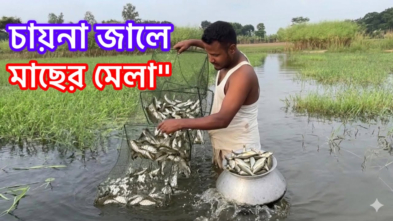 এক টানেই বাজিমাত! চায়না দুয়ারী জালে প্রচুর মাছ ধরা পড়লো। 