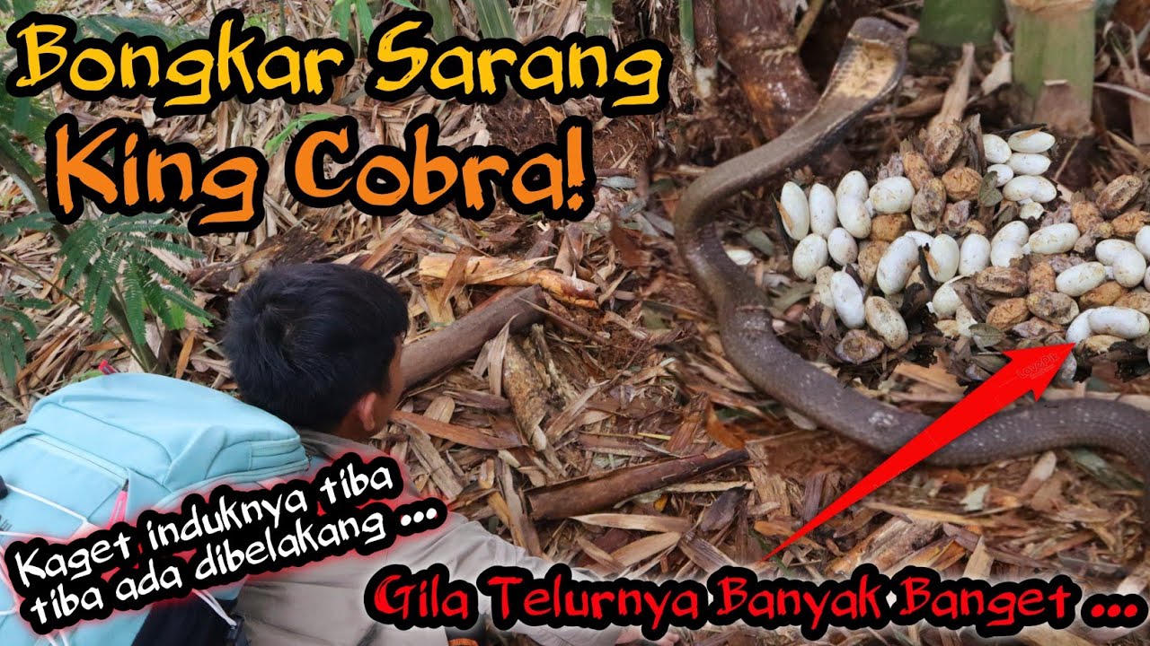 BONGKAR SARANG KING COBRA MONSTER DI POHON BAMBU! MALAH PANEN BANYAK SAMA TELURNYA LANGSUNG!