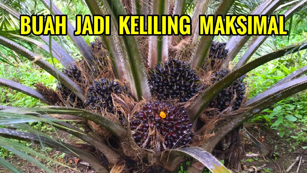 Tips urutan pemupukan sawit yang baik dan benar buah sawit keliling maksimal