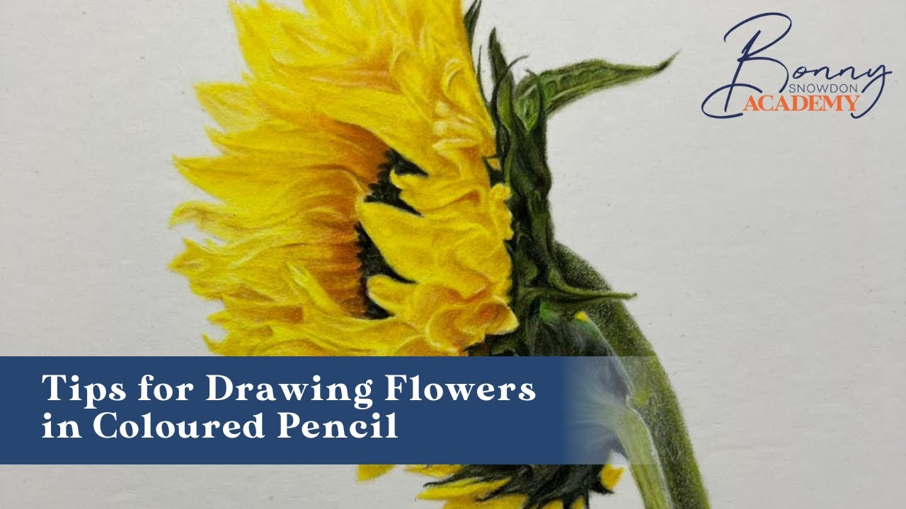 Tips for Drawing Flowers in Coloured Pencil | Top Tips