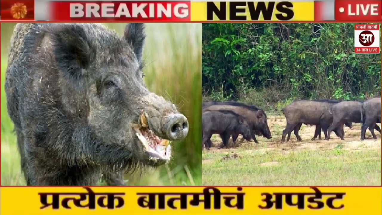 17 नोव्हेंबर 2025 शेतकऱ्यांसाठी ठळक बातम्या | कर्जमाफी | कापूस भाव PM योजना,pik vima |NEWS HEADLINES