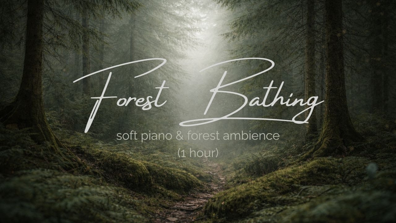 Forest Bathing – 1 Hour Loop | Calm Nature Ambience & Relaxing Soundscape