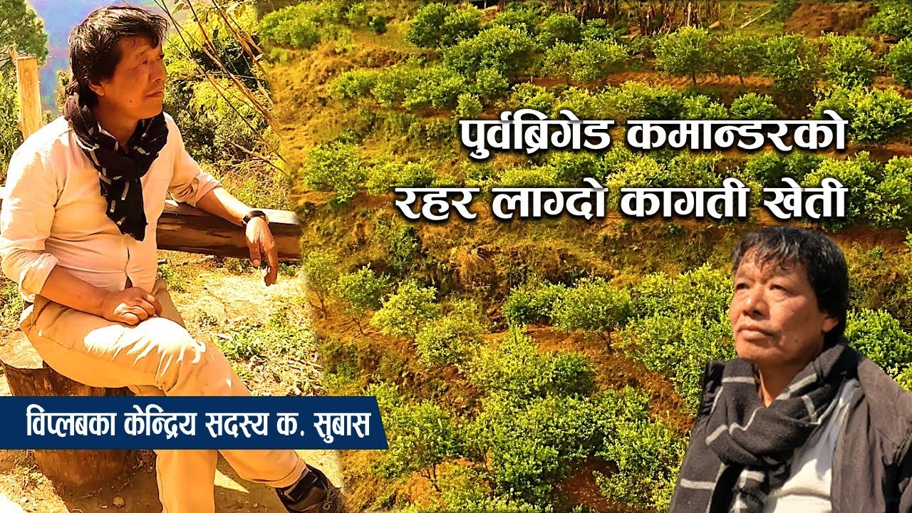 पुर्वब्रिगेड कमान्डर क. सुवासको रहर लाग्दो कागती खेती | लोभ लाग्दो दीर्घकालीन आम्दानी || Subas