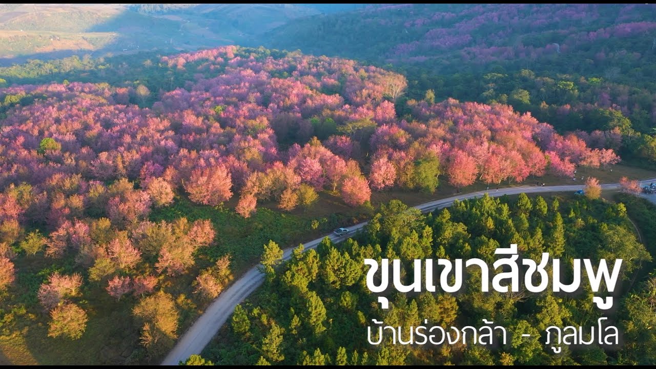 เที่ยวภูลมโล หุบเขาสีชมพู ดูดอกนางพญาเสือโคร่ง เช็กอินหมู่บ้านร่องกล้า จังหวัดพิษณุโลก