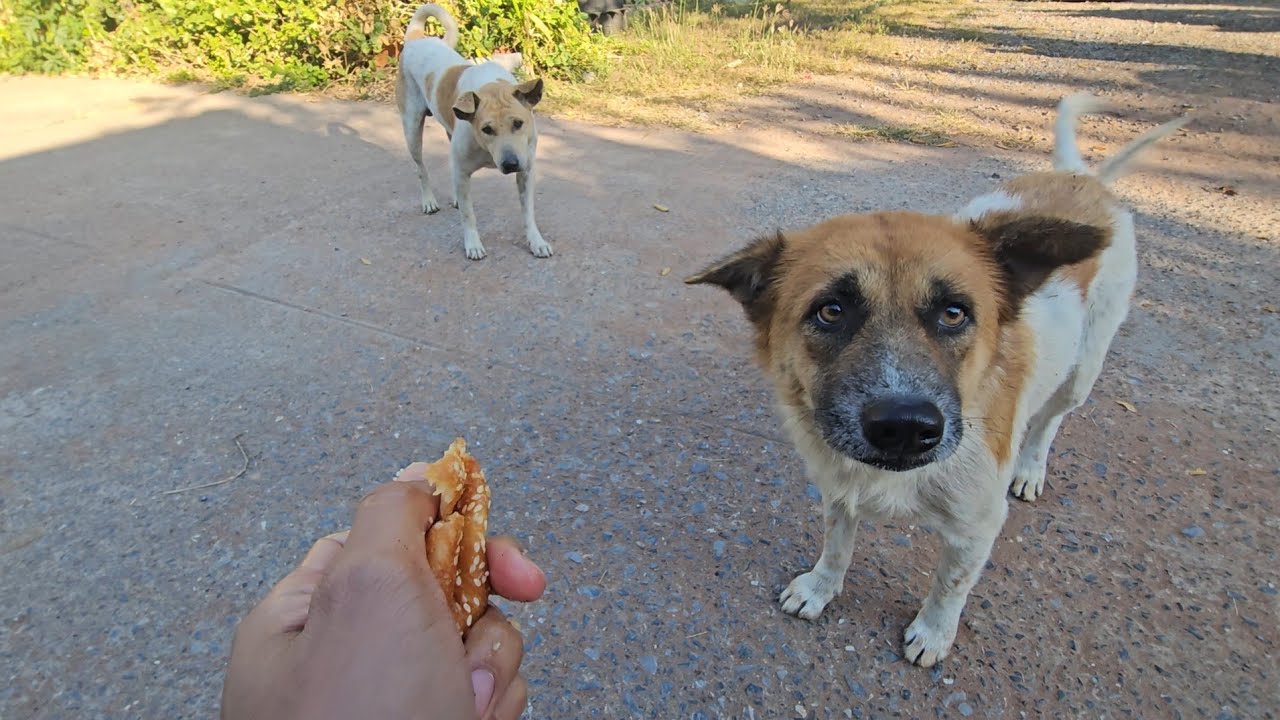 Feed the homeless dogs Dog #dogfunny #Dog Doghomeless 