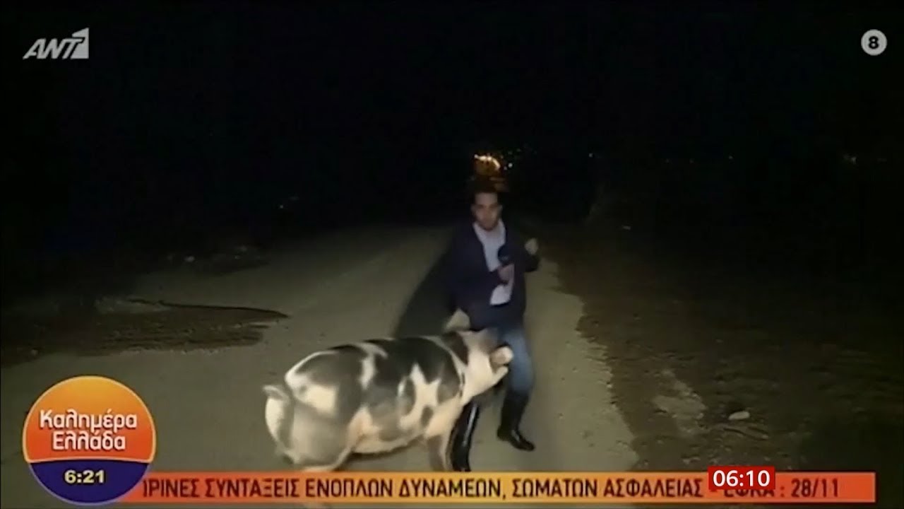 Pig investigates reporter who can't report (fun story) (Greece) - BBC News - 27th November 2019