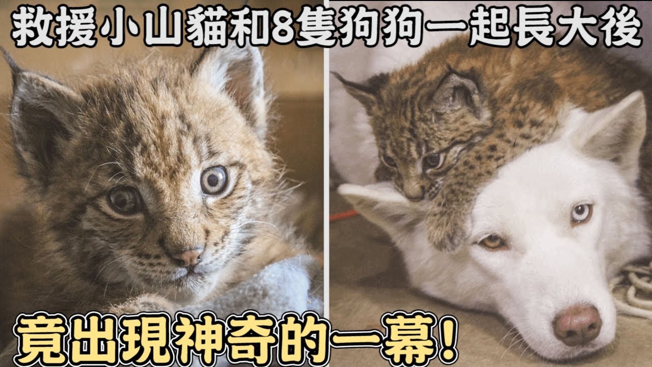 救援小山貓,牠和8隻狗狗一起長大後,竟出現神奇的一幕!｜#救援｜#動物｜#山貓｜#感動｜#暖心｜#猞猁