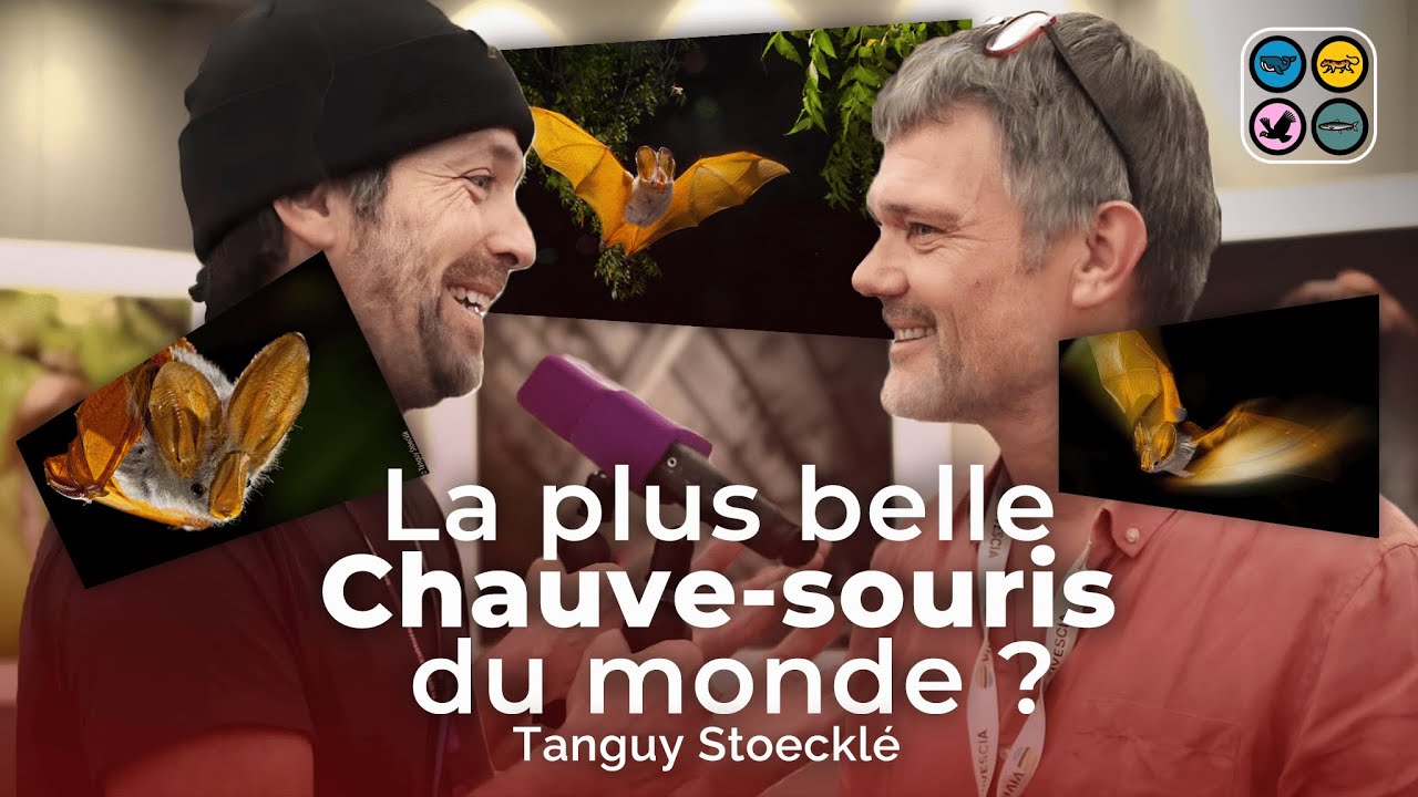La plus belle chauve souris du monde - Tanguy Stoecklé - MONTIER 2023