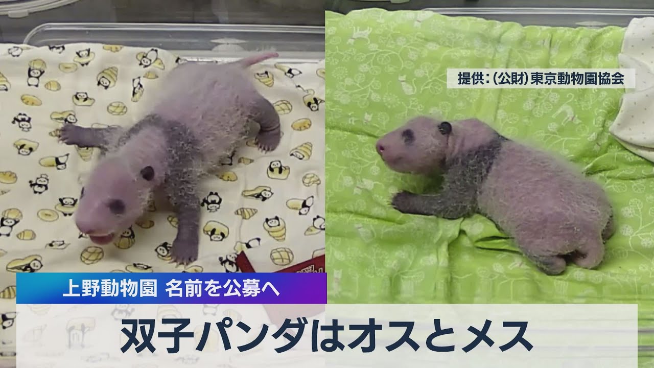 双子パンダはオスとメス 上野動物園 名前を公募へ（2021年7月9日）