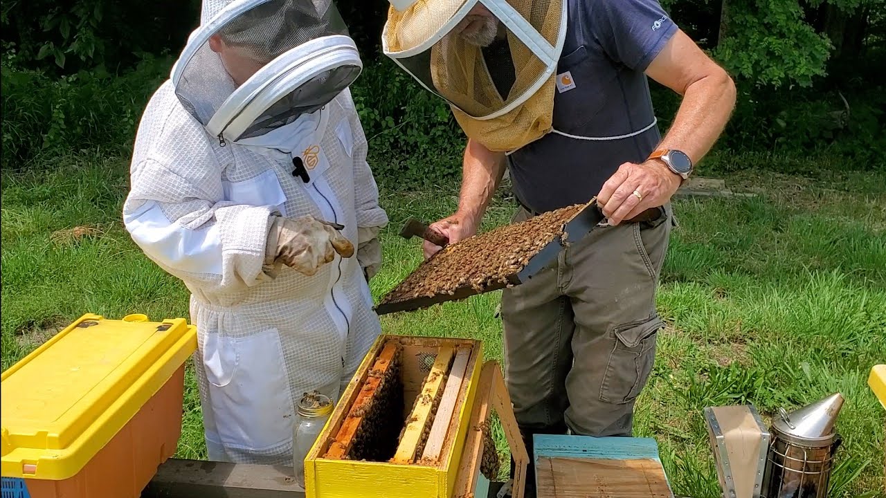 Joseph is Back in the Bees