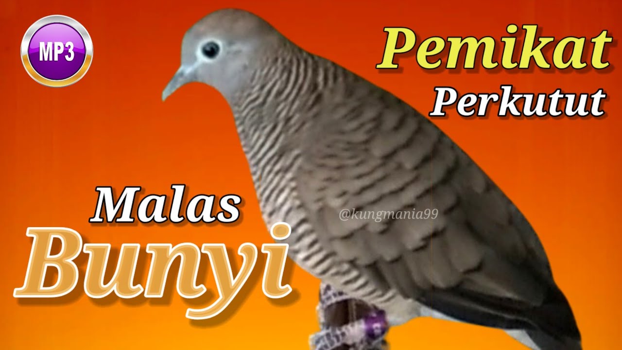 Pancingan Suara Burung Perkutut SUPER NGEBAS Jernih Bikin Burung Lain Ikut Bunyi | perkutut