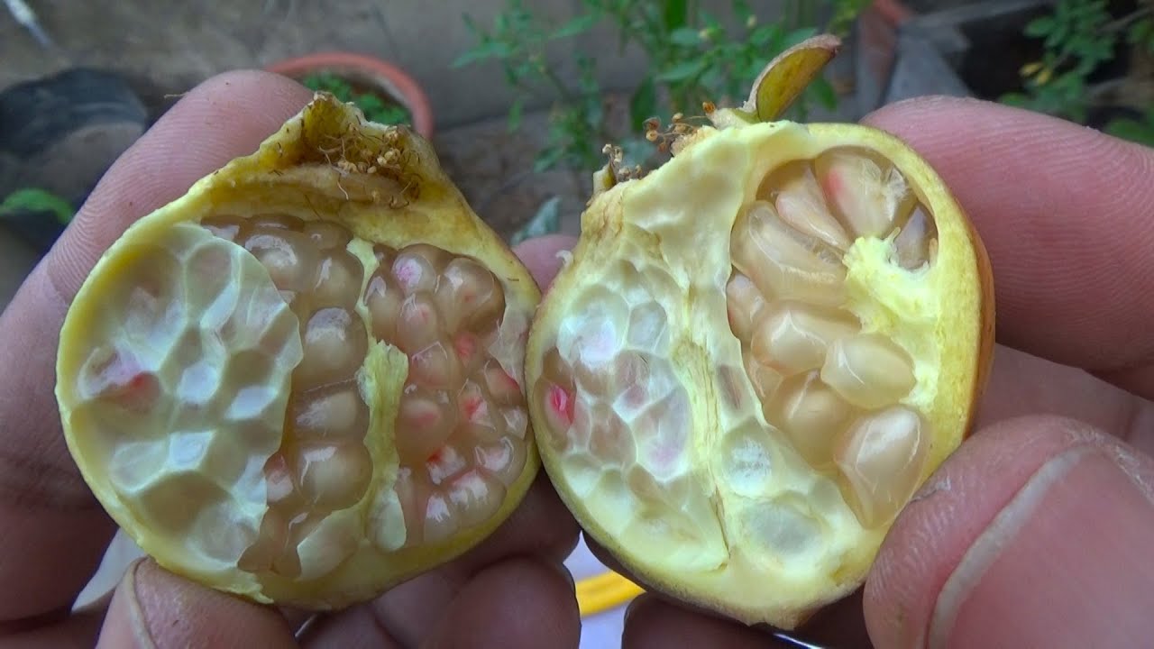 Pomegranate Harvest | White Pomegranate vs Red Pomegranate | Sweet Pomegranate Tree (Urdu-Hindi)