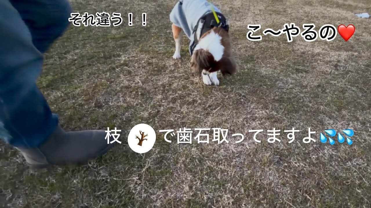 拾った枝で歯石取り(^◇^;)