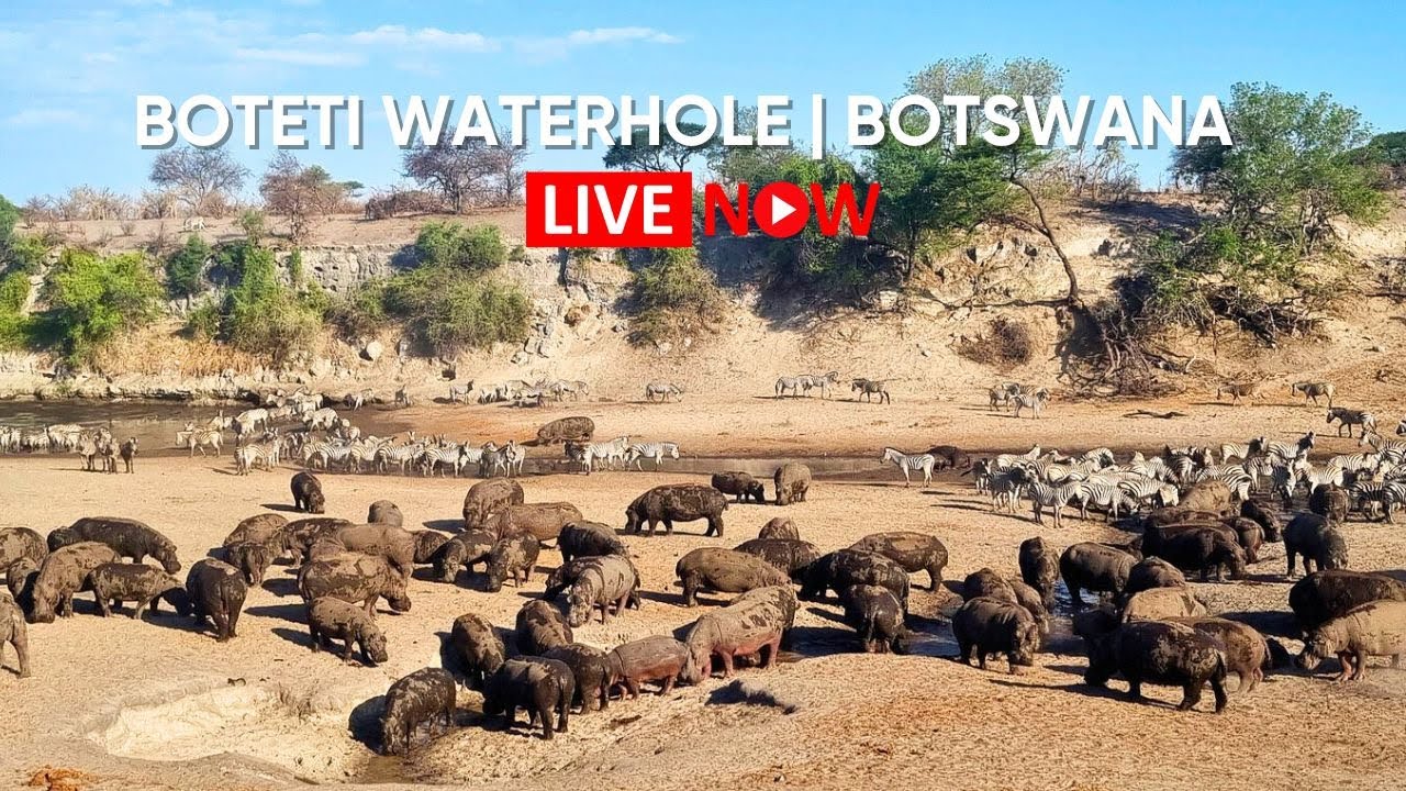 Camelthorn Waterhole Live - Zebra Migration, Hippos & More | Botswana