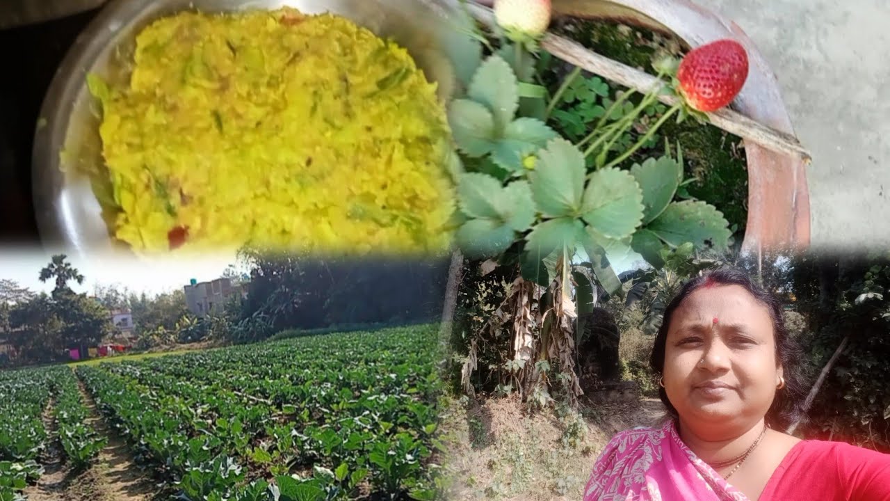     আজ ছাদ বাগানে স্ট্রবেরি গাছ থেকে স্ট্রবেরি চুরি হয়ে গেছে 🍓 আজ নিজেদের খেতের  সবজি রান্না করলাম 