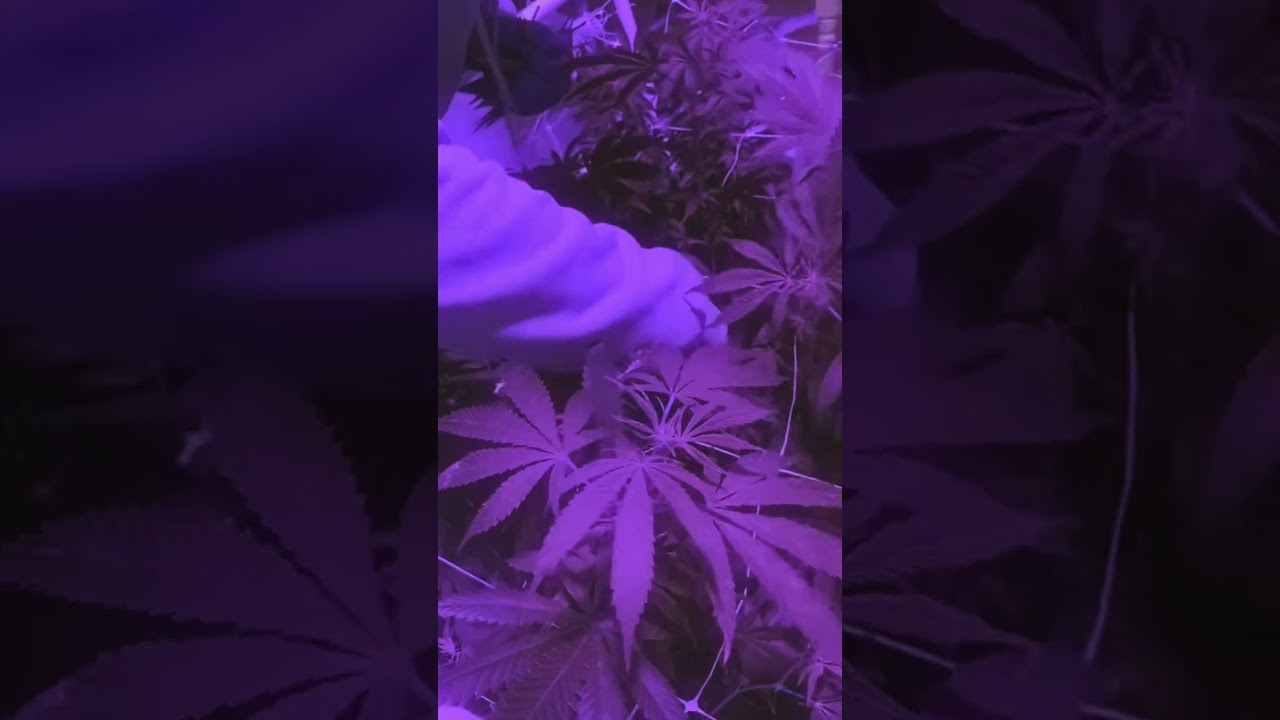 Cannabis Vlog Growing Techniques