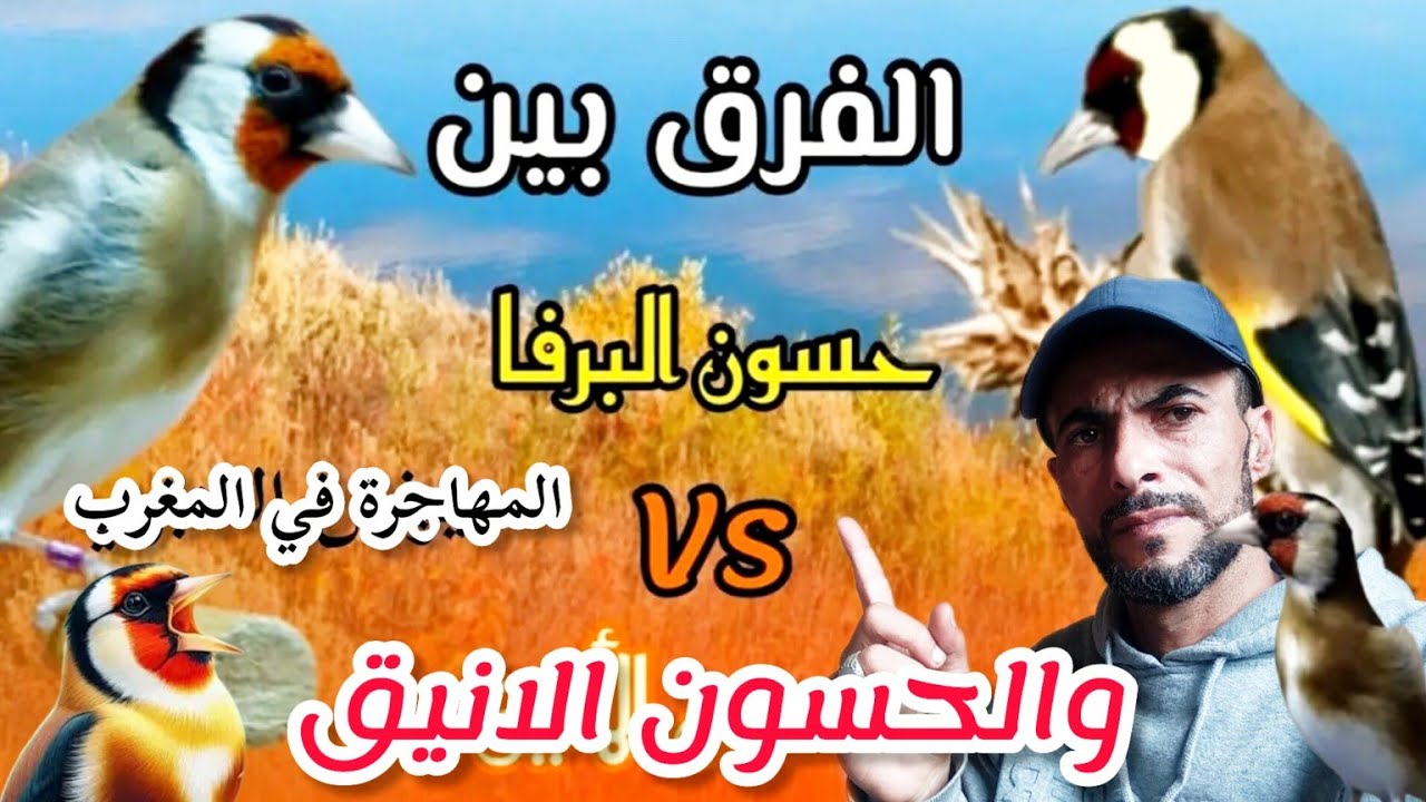 الحسون المهاجر يصل إلى المغرب طريقة تفريق بين حسون أنيق وحسون Parva بلدي وحضي راسك من نصابة ⛔