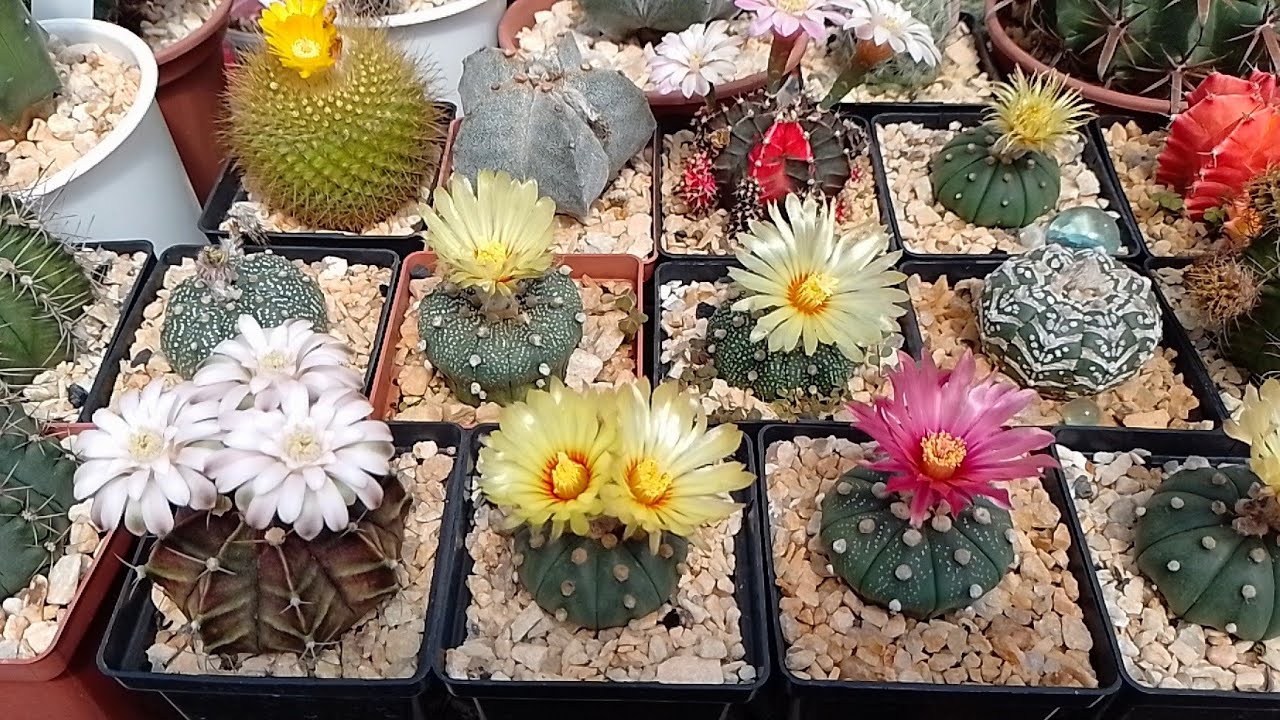 Экскурсия по цветам кактусов 🌵🌵