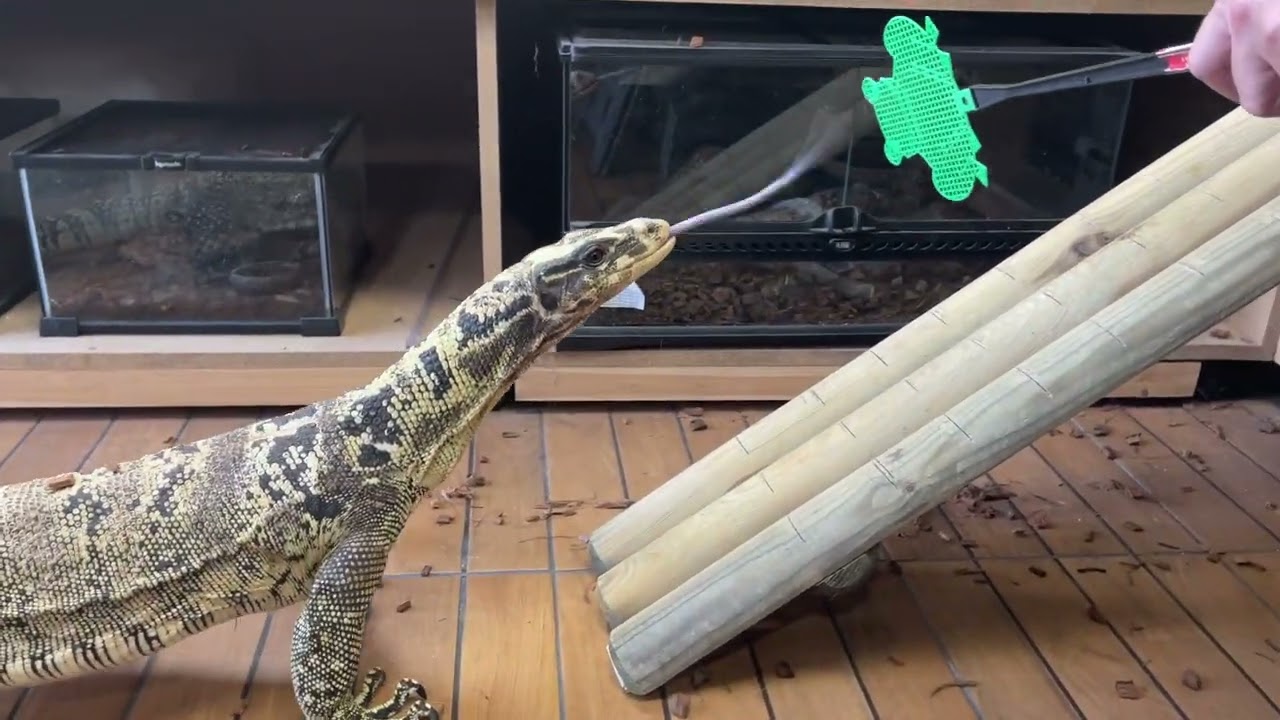 Training avec mon varan 2PAC et explication de l’importance du renforcement positif avec ces animaux