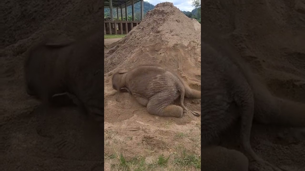 #shorts PyiMai sandbath #elephantlove #animalslover #animalsoftiktok #