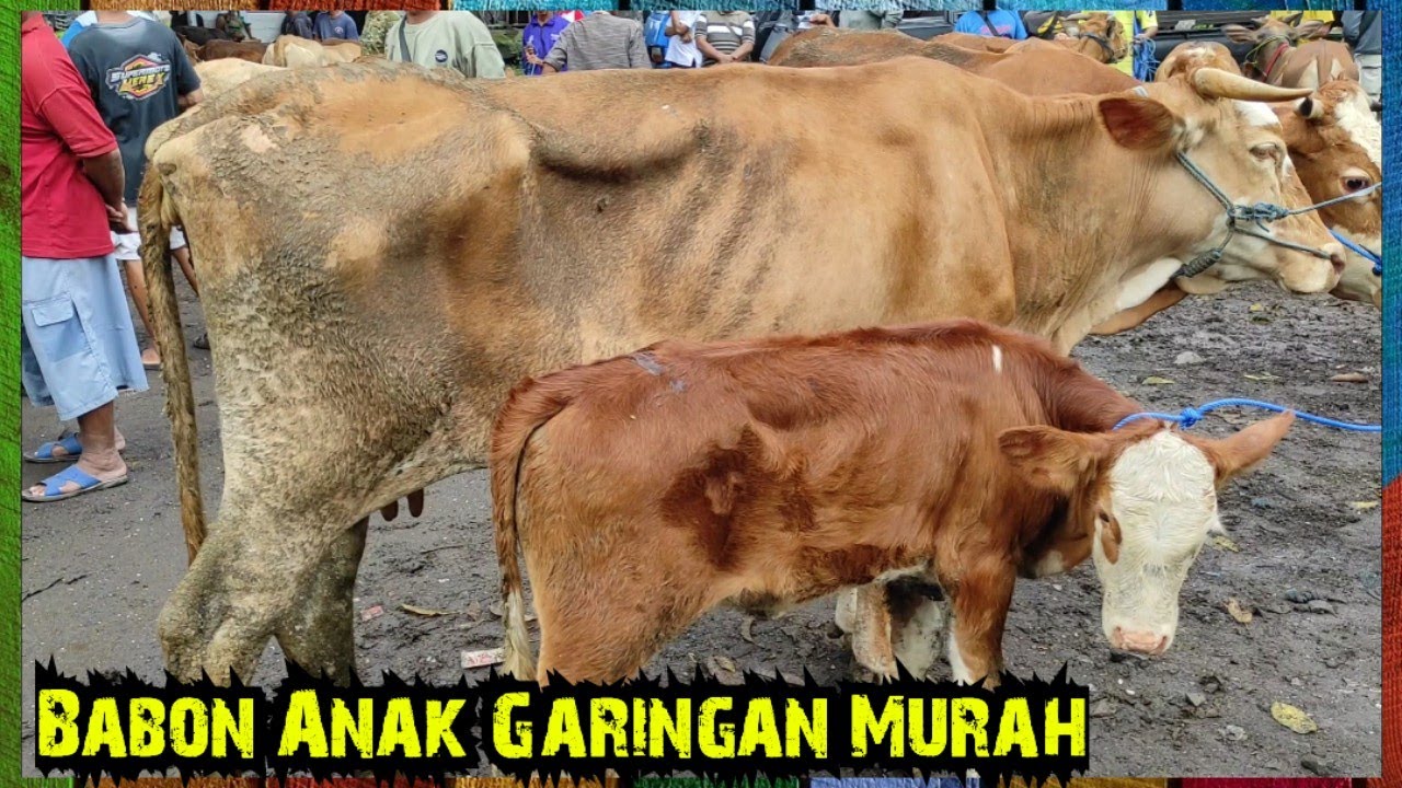 Sapi Indukan Garingan dan Babon Anak Murah Pasar Rogojampi Banyuwangi
