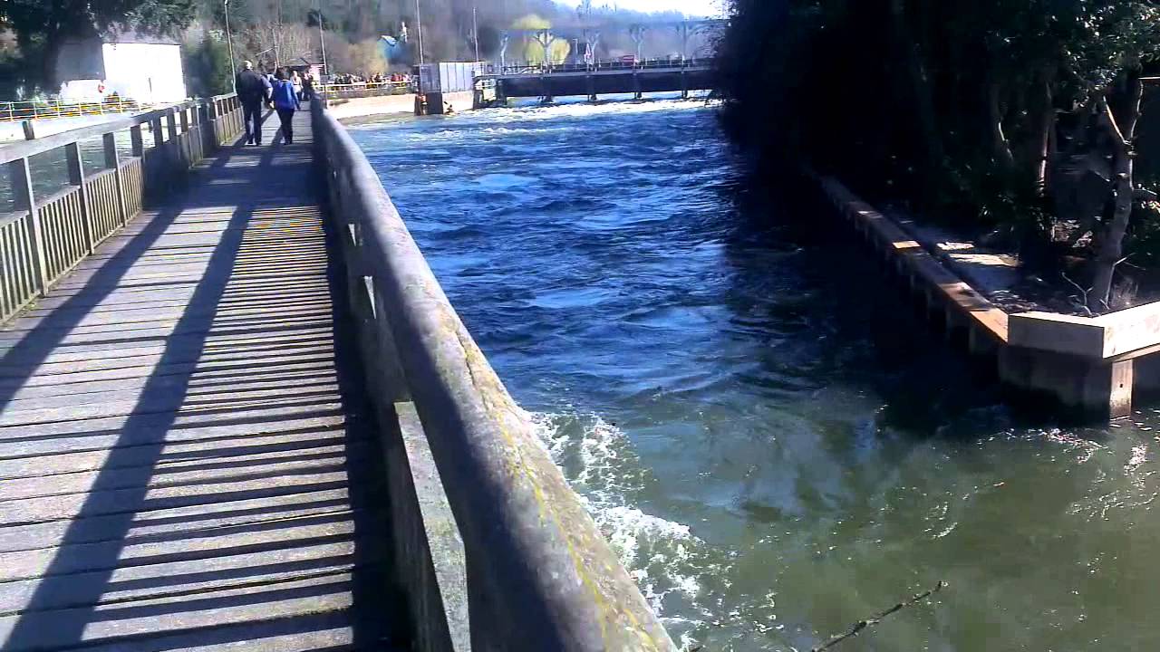 Walk to Marsh Lock, near Henley-on-Thames, Oxfordshire, England !
