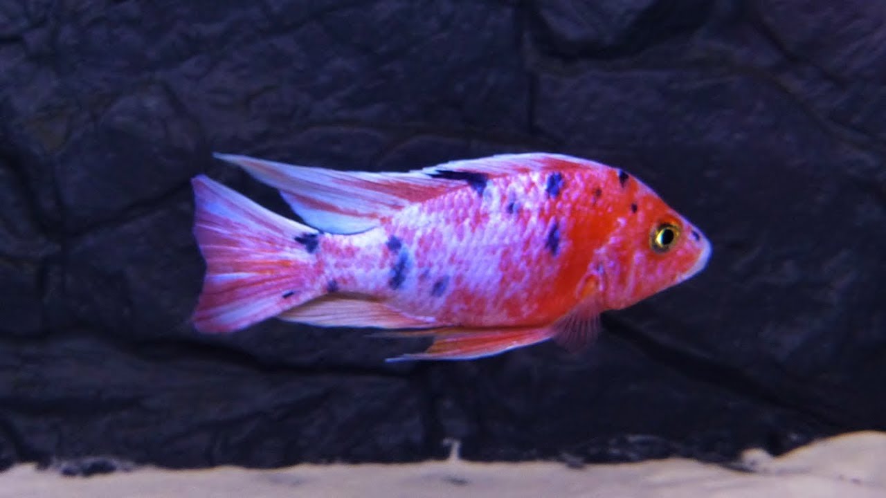 Aulonocara Marmelade Cat Red OB