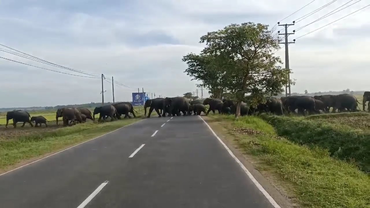 Elepahant In Sammanthurai | Srilanka