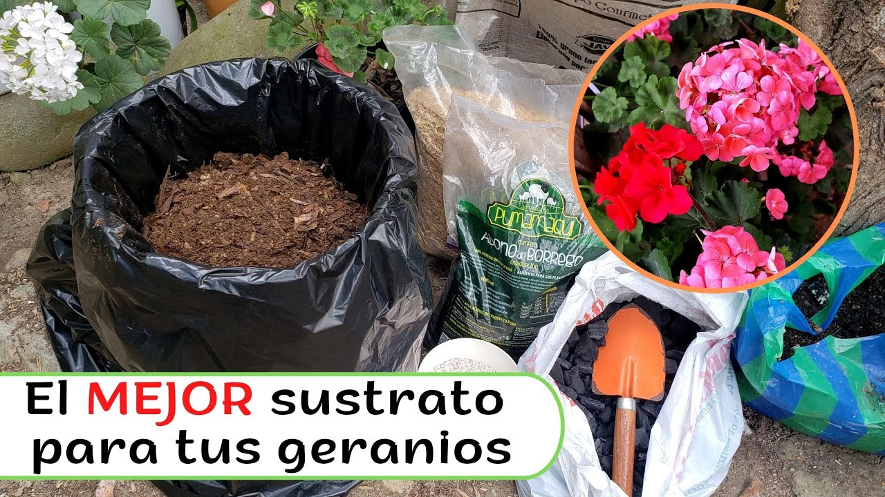Cómo preparar el MEJOR sustrato para tus geranios y demás Pantas